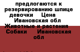 предлогаются к резервированию шпице девочки  › Цена ­ 1 - Ивановская обл. Животные и растения » Собаки   . Ивановская обл.